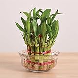 Ugaoo Lucky Bamboo 2 Layer Feng Shui Plant
